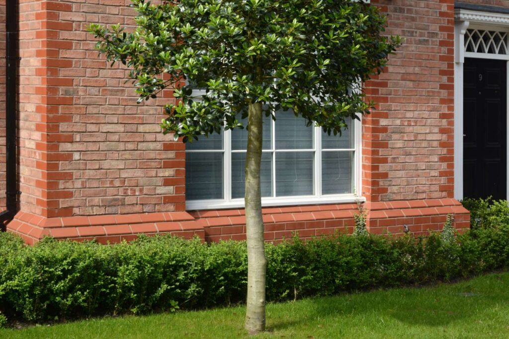 Birtley Old English Buff project 4 front of house window door with greenery