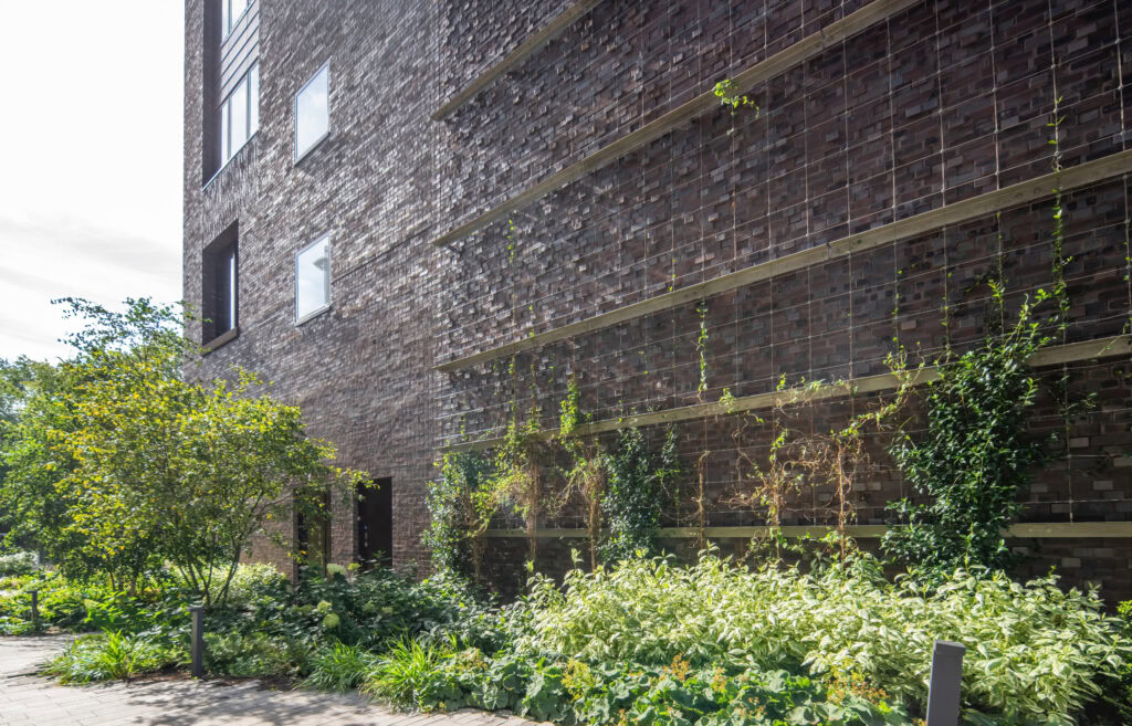 Green plants growing on a trellis against a modern brick building with large windows